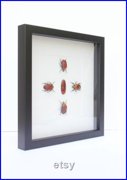 De vrais coléoptères de chafer de fleur rouge et la pierre gemmeuse à ossature de pierre gemme de jasper rouge cadeau d insecte Torynorrhina flammea