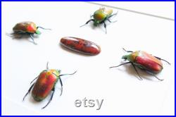 De vrais coléoptères de chafer de fleur rouge et la pierre gemmeuse à ossature de pierre gemme de jasper rouge cadeau d insecte Torynorrhina flammea