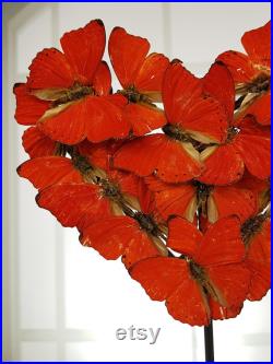 De vrais papillons rouges dans une uvre d art de papillon en c ur de Saint-Valentin sous un dôme ovale