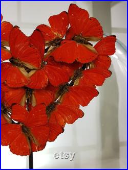 De vrais papillons rouges dans une uvre d art de papillon en c ur de Saint-Valentin sous un dôme ovale