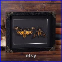 Death s Head Hawk Moth Pair dans un cadre de boîte de style baroque, un cadre de papillon, un cadre de papillon, une taxidermie de papillon