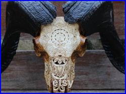 Décor de crâne de bélier sculpté VRAI crâne de bélier sculpté à la main avec corne.