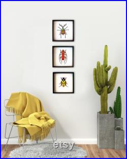 Décor mural 3 pièces, Faux insectes taxidermiques dans le cadre, Cadeau génial pour les amateurs d entomologie, Boîte d ombre de coléoptères en bois, Collection Bugs