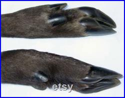 Deer hooves