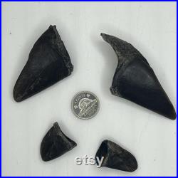 Deer hooves