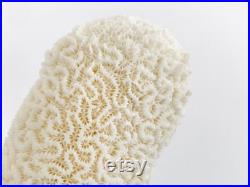 Dendrogyra cylindricus, corail blanc, cabinet de curiosité, bloc de corail, squelette corail, véritable corail, taxidermie, coquillage