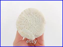 Dendrogyra cylindricus, corail blanc, cabinet de curiosité, bloc de corail, squelette corail, véritable corail, taxidermie, coquillage