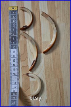 Dent de castor Beaver tooth