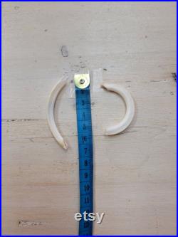 Dent de castor Beaver tooth