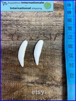 Dent de raton laveur Raccoon tooth