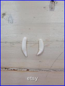 Dent de raton laveur Raccoon tooth