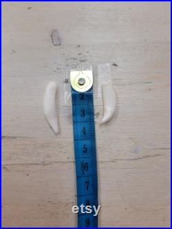 Dent de raton laveur Raccoon tooth