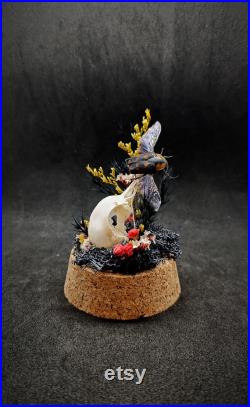 Diorama entomologique et de taxidermie, décoration pour cabinet de curiosités, gothique, sorcière, crâne de pigeon et pachnoda iskuulka