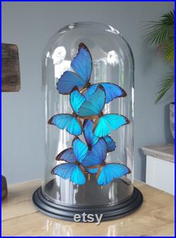 Dôme papillon avec papillons Morpho bleu magique sous grand dôme 42cm