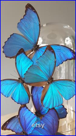Dôme papillon avec papillons Morpho bleu magique sous grand dôme 42cm