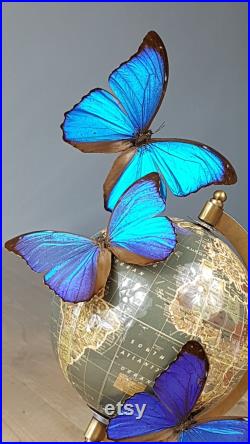 Dôme papillon avec papillons Morpho bleu magique sur Globe sous grand dôme 42cm