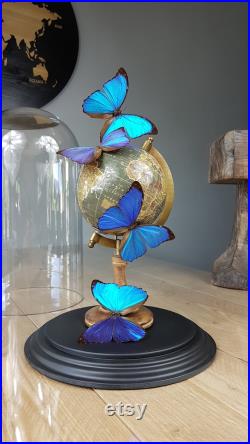 Dôme papillon avec papillons Morpho bleu magique sur Globe sous grand dôme 42cm