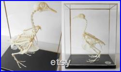 Domestic pigeon skeleton under glass case by T. Gerrard and co
