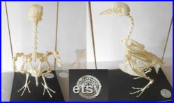 Domestic pigeon skeleton under glass case by T. Gerrard and co