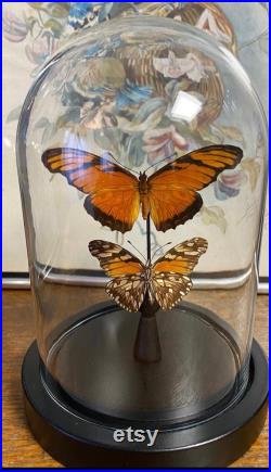 Duo de papillon Dione juno