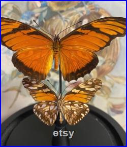 Duo de papillon Dione juno