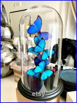 Édition limitée Butterfly Artwork avec 6 vrais papillons Morpho sous grand dôme