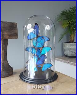 Édition limitée Butterfly Artwork avec 6 vrais papillons Morpho sous grand dôme