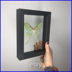Encadré Real Luna Moth dans wood double cadre en verre