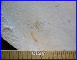 Enchelion 06R Liban Fossile