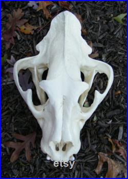 Énorme réplique de crâne hybride de tigre lion liger