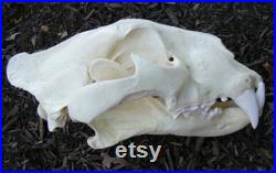 Énorme réplique de crâne hybride de tigre lion liger