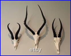 Ensemble de 3 faux crânes africains blesbok springbok impala Taxidermy springbuck fausse réplique Taxidermy crânes cornes blesbuck Interior Design