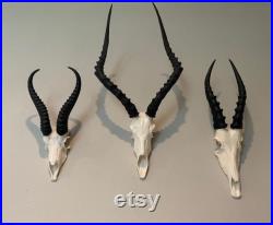 Ensemble de 3 faux crânes africains blesbok springbok impala Taxidermy springbuck fausse réplique Taxidermy crânes cornes blesbuck Interior Design