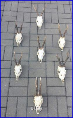 Ensemble de 7 Perfect Roe Deer Skulls Antlers Complete Ensire Unsawn Skull Teeth Gothic taxidermy collectionnez l exposition de jardin d anatomie