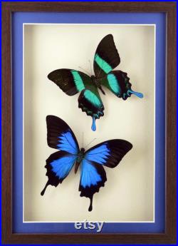 Ensemble de Papilio Ulysse et Papilio Blumei dans shadowbox de qualité
