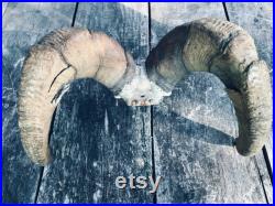 Ensemble impressionnant de NEVADA DESERT SHEEP Horns Log Cabin Hunting Lodge Taxidermy Decor Ovis canadensis Nelsoni