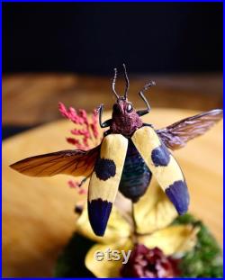 Entomologie Grand Coléoptère CHRYSOCHROA BUQUETI RUGICOLLIS Naturalisé Taxidermie