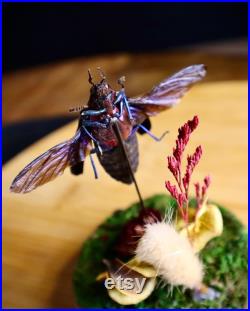 Entomologie Grand Coléoptère CHRYSOCHROA BUQUETI RUGICOLLIS Naturalisé Taxidermie