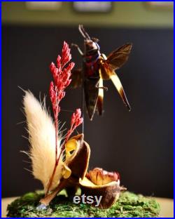 Entomologie Grand Coléoptère CHRYSOCHROA BUQUETI RUGICOLLIS Naturalisé Taxidermie