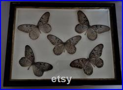 Entomologie cadre avec papillons idea blanchardii