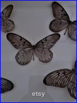 Entomologie cadre avec papillons idea blanchardii