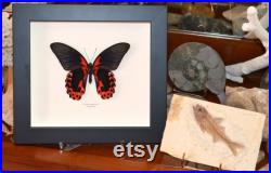 Envergure 118 mm Très grand papillon des Philippines, le Papilio rumenzovia est tout en élégance.