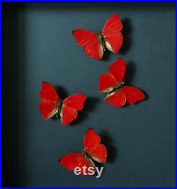 Envol de 4 Papillons Cymothoe Sangaris d'Afrique sous cadre noir fond noir