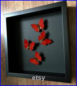 Envol de 4 Papillons Cymothoe Sangaris d'Afrique sous cadre noir fond noir