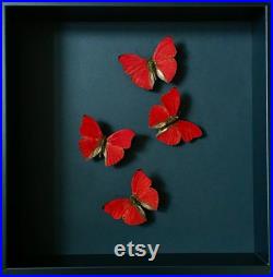 Envol de 4 Papillons Cymothoe Sangaris d'Afrique sous cadre noir fond noir