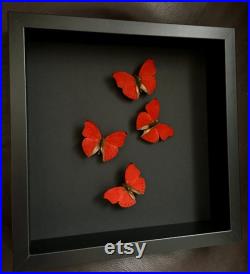 Envol de 4 Papillons Cymothoe Sangaris d'Afrique sous cadre noir fond noir