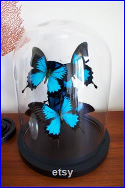 Envol de 5 Papillons Exotiques Ulysses Ulysses d'Indonésie sous globe Contemporain Cloche verre Cabinet Curiosités