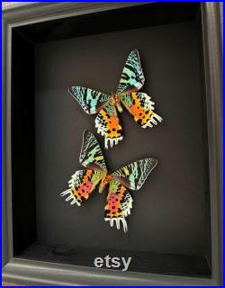 Envol de Papillons Xl Urania Chrysiridia Ripheus femelles verso de Madagascar naturalisés sous cadre caisson en bois noir et fond noir.