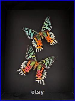 Envol de Papillons Xl Urania Chrysiridia Ripheus femelles verso de Madagascar naturalisés sous cadre caisson en bois noir et fond noir.