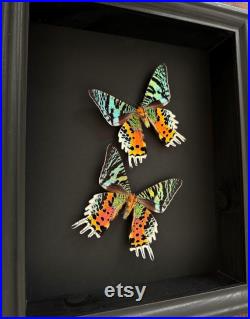 Envol de Papillons Xl Urania Chrysiridia Ripheus femelles verso de Madagascar naturalisés sous cadre caisson en bois noir et fond noir.